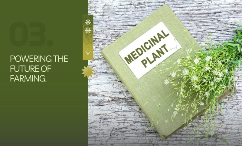 medicinal-plants-future-of-farming